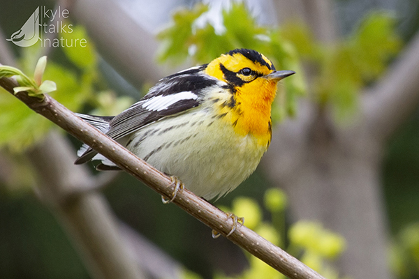 A Blackburnian Warbler in a tree.