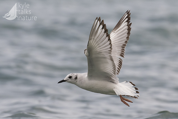 A Bonaparte's Gull flies over a lake.