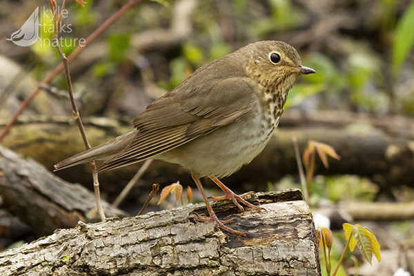 A Swainson's Thrush perches on a log.